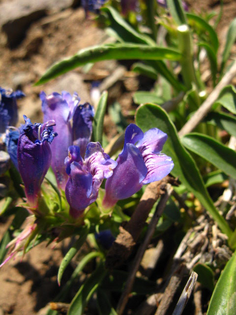 Iris on Sonora Peak, Carson-Iceberg Wilderness.